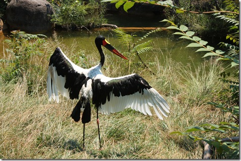 cool beaked bird