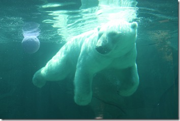 polar bear